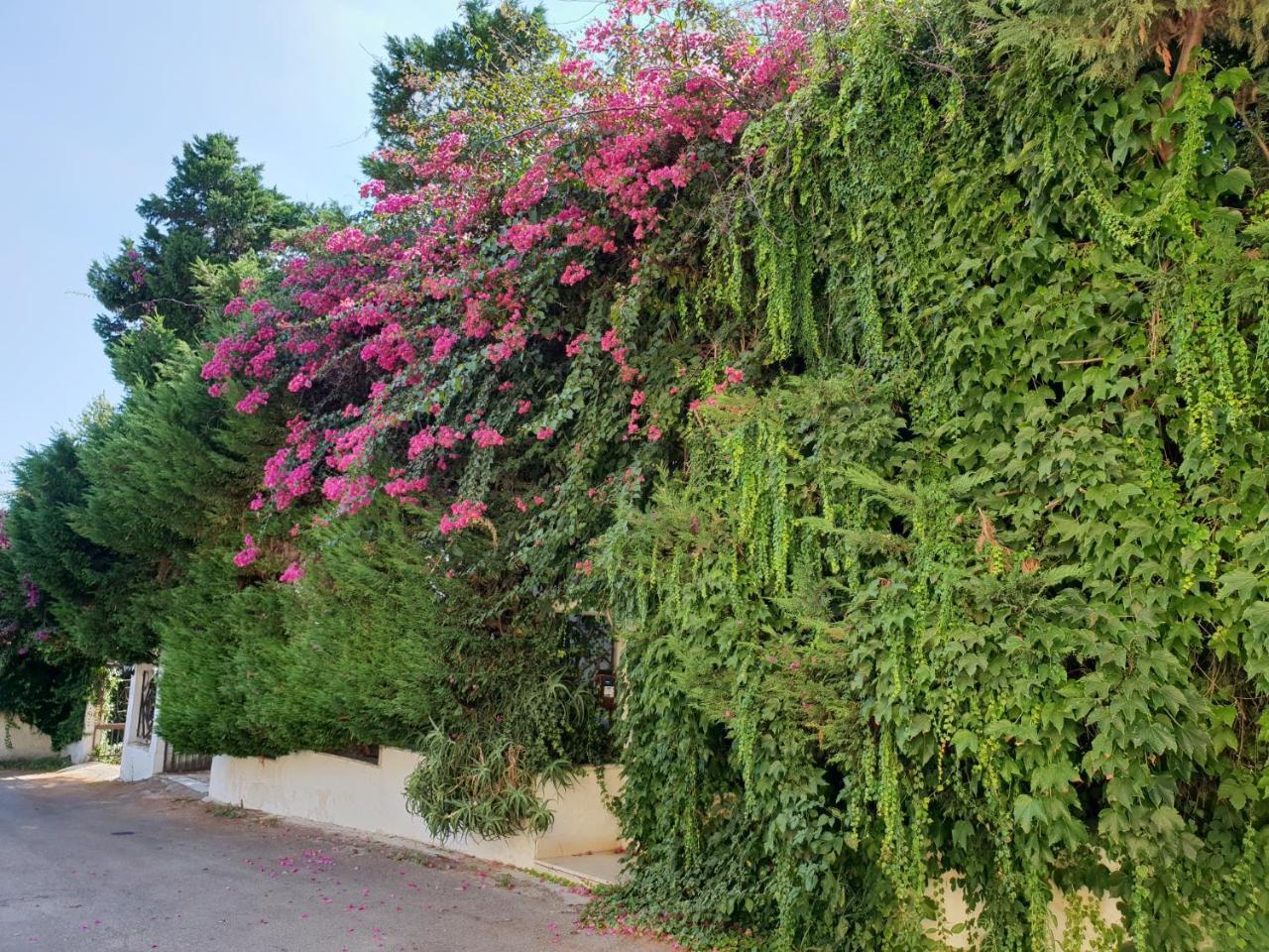B&B Il Giardino Di Villa Anna Trecase ภายนอก รูปภาพ