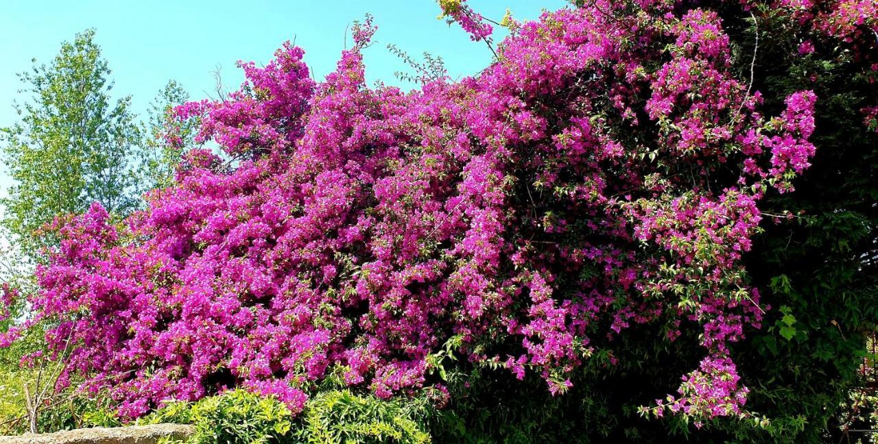 B&B Il Giardino Di Villa Anna Trecase ภายนอก รูปภาพ